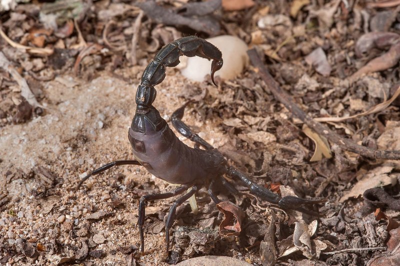 Androctonus crassicauda