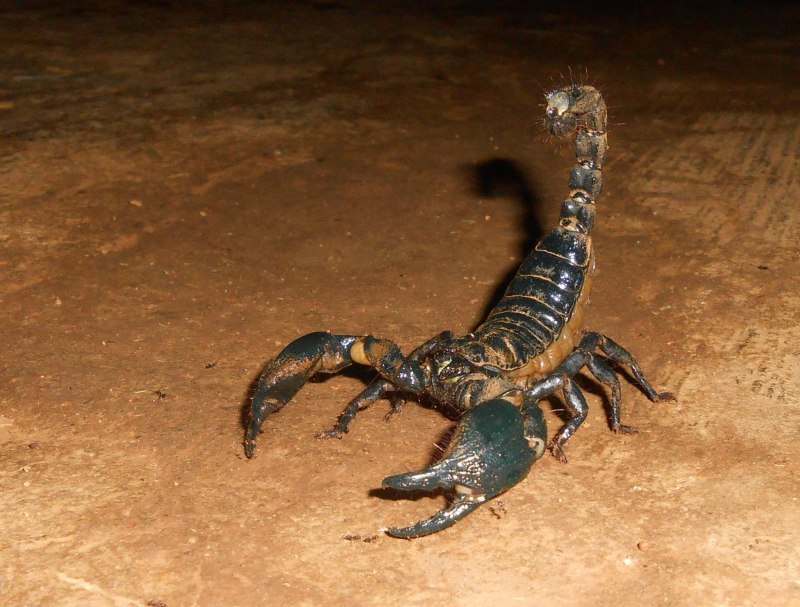 Androctonus Australis нимфа