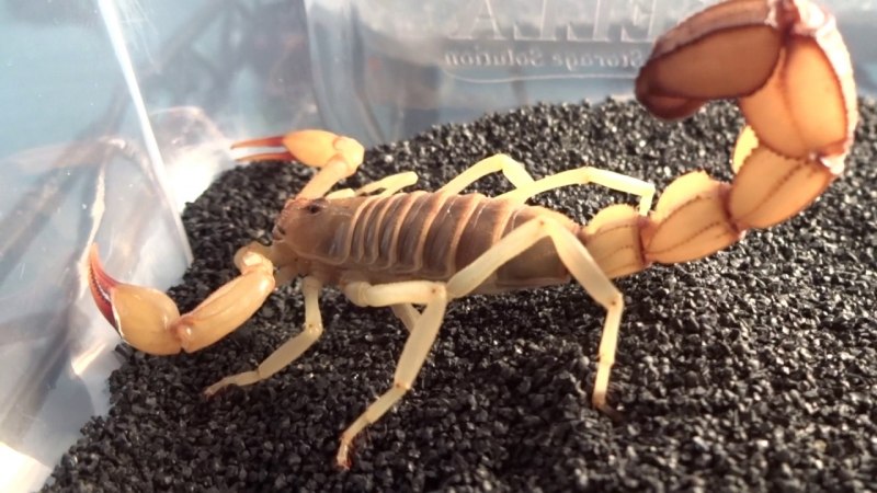 Androctonus bicolor