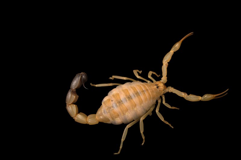 Скорпион Androctonus Australis