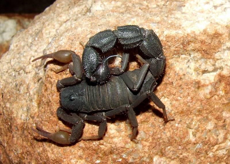 Толстохвостый Скорпион Androctonus Australis