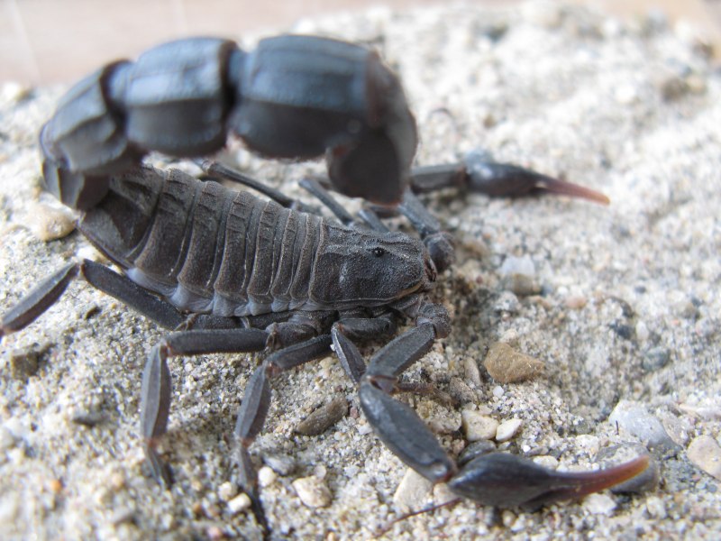 Androctonus crassicauda Скорпион