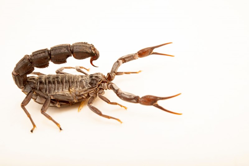 Androctonus baluchicus