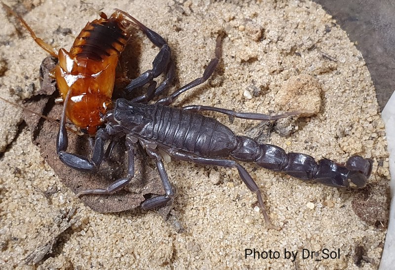 Скорпион Leiurus quinquestriatus