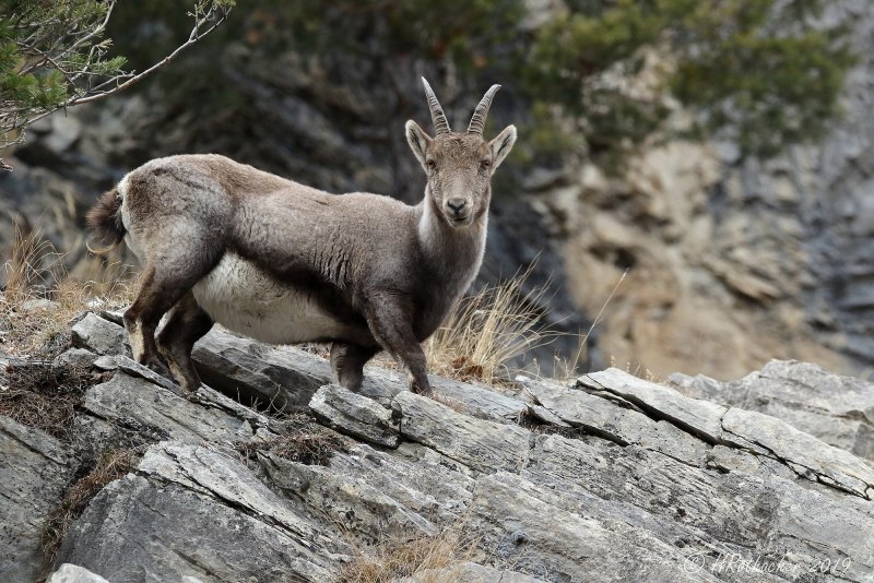 Косуля capreolus capreolus