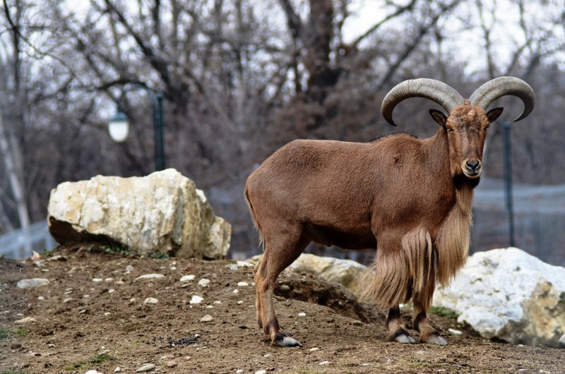 Косуля Кавказская
