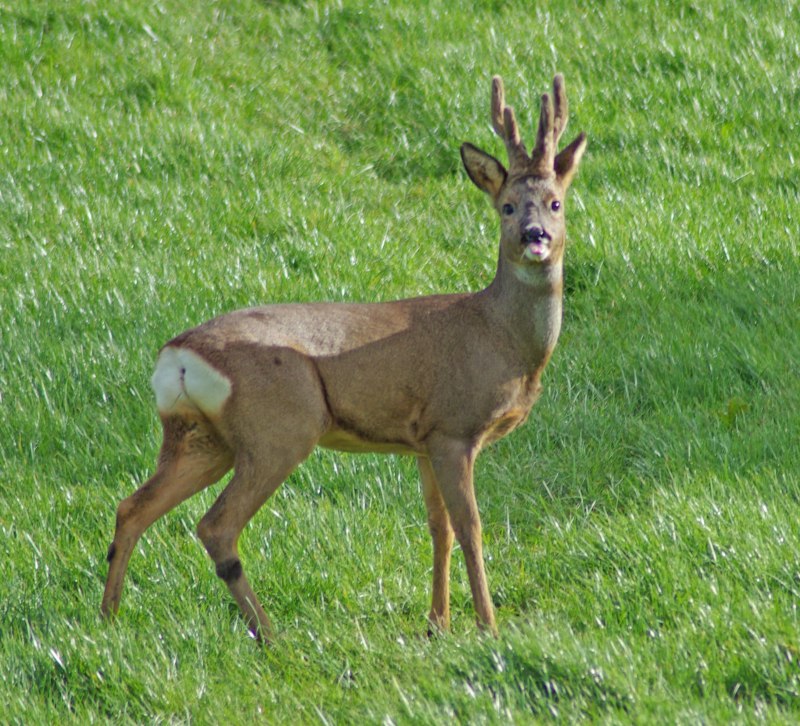 Сибирская косуля capreolus pygargus