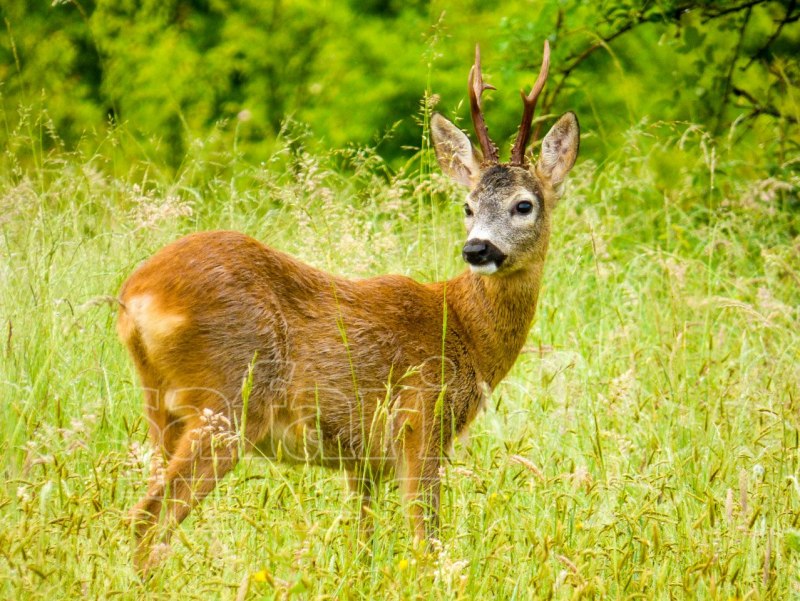 Косуля- capreolus capreolus l.