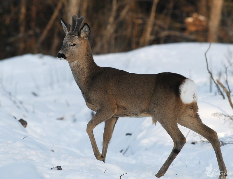 Европейская косуля (capreolus capreolus)