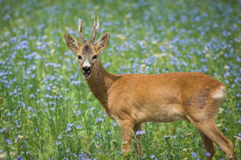 Косуля- capreolus capreolus l.