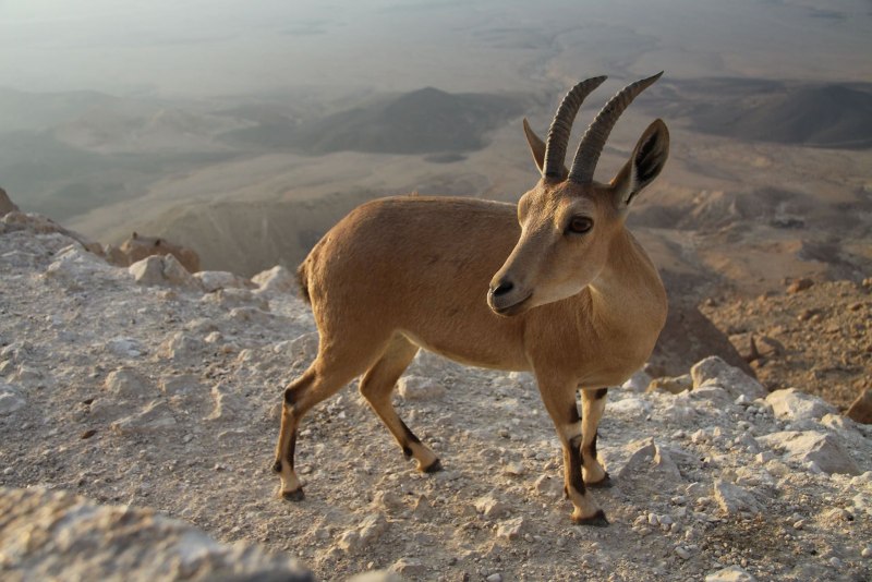 Косуля кавказский заповедник
