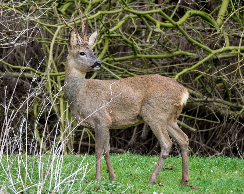 Косуля Сибирская (capreolus pygargus Pall.)
