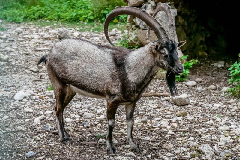 Европейская косуля (capreolus capreolus)