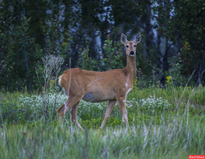Европейская косуля (capreolus capreolus)