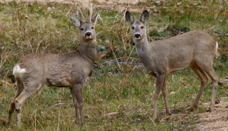 Косуля Сибирская самка