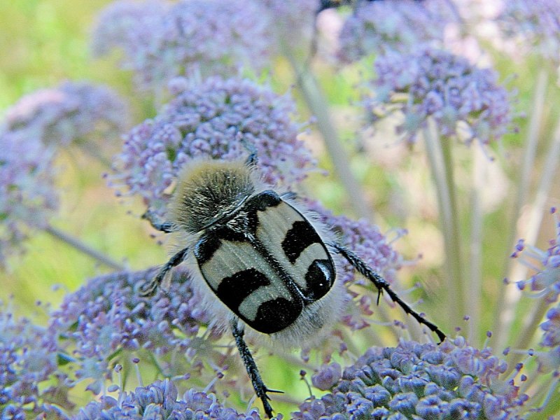 Trichius fasciatus личинка
