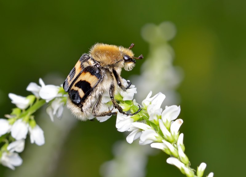 Trichius fasciatus фото самки и самца