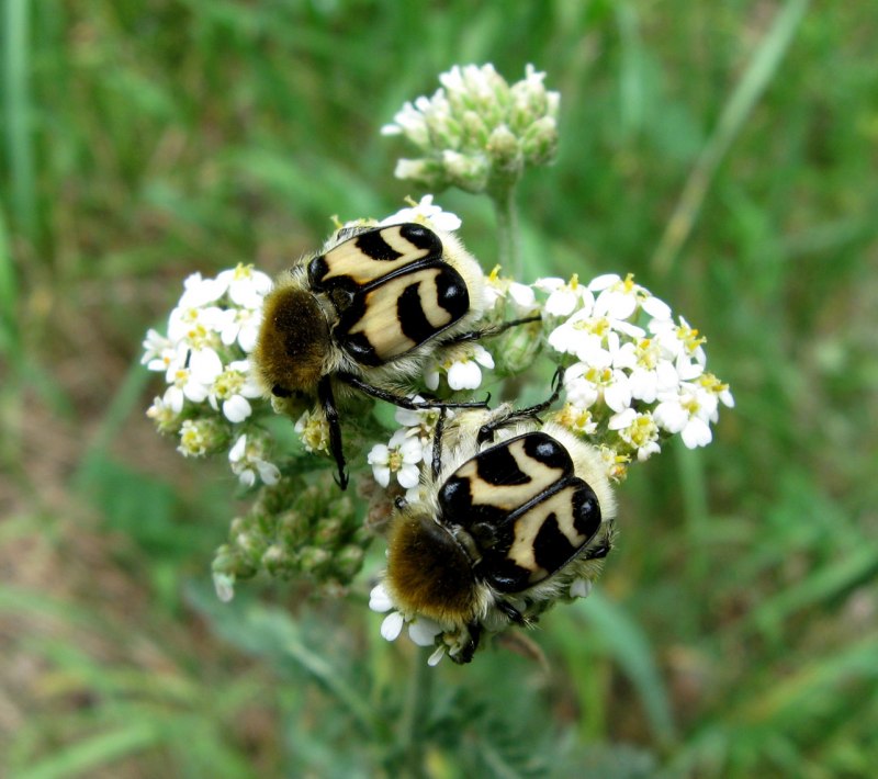 Восковик перевязанный - Trichius fasciatus .