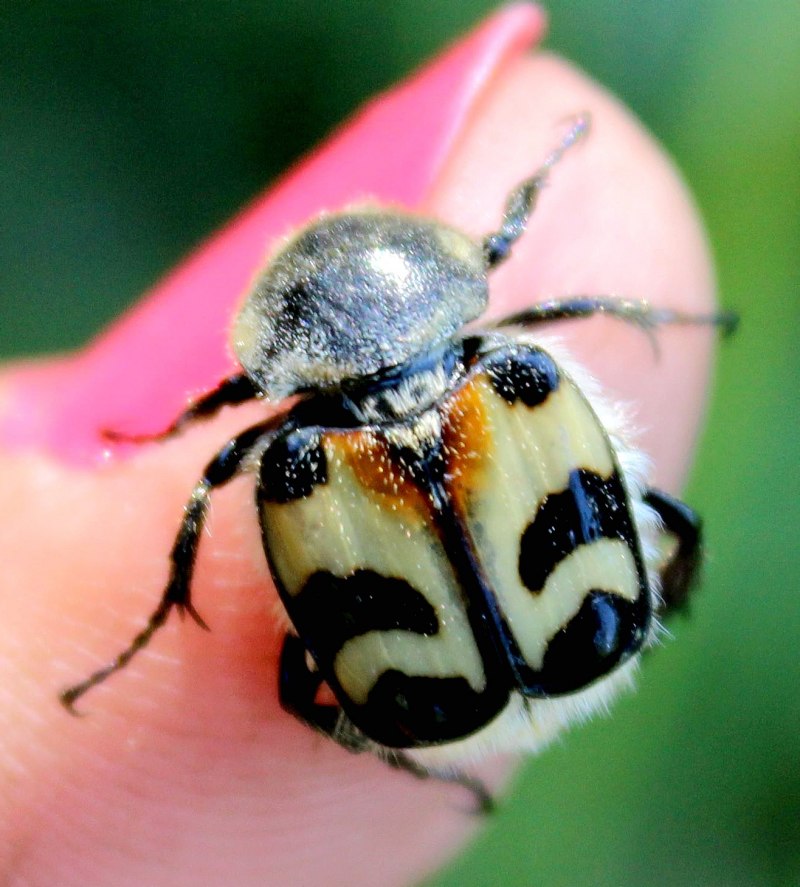 Жук Trichius fasciatus