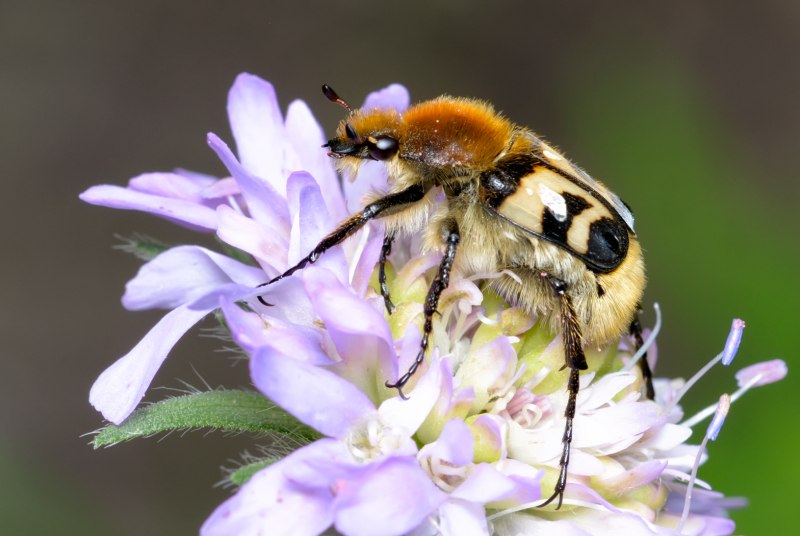 Восковик перевязанный - Trichius fasciatus .
