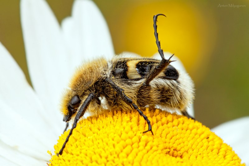 Gnorimus variabilis