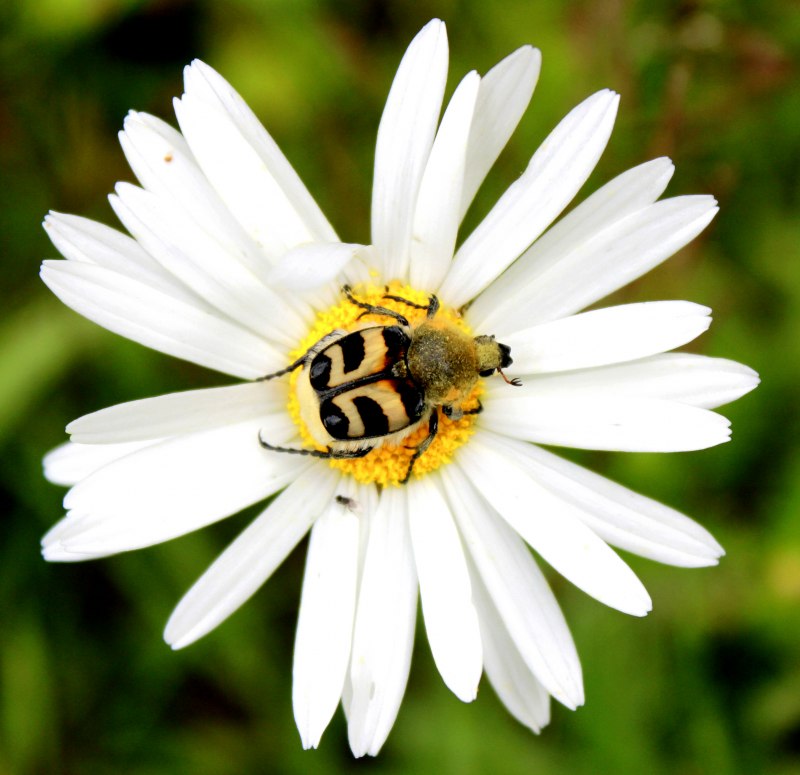 Trichius fasciatus Trichius gallicus