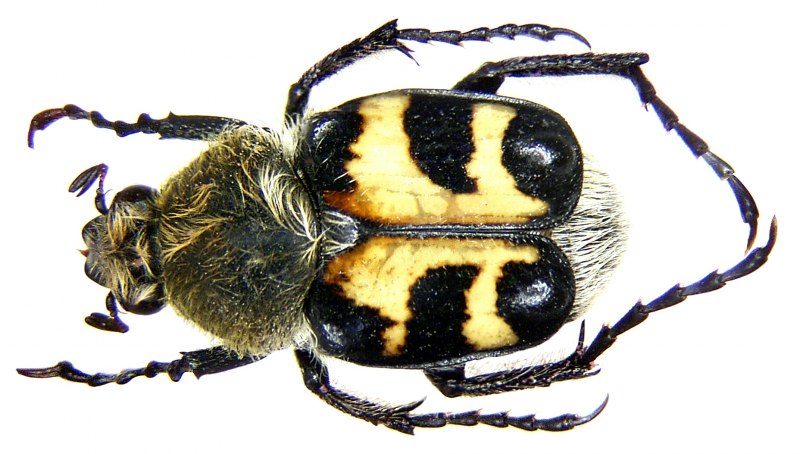 Жук Trichius fasciatus