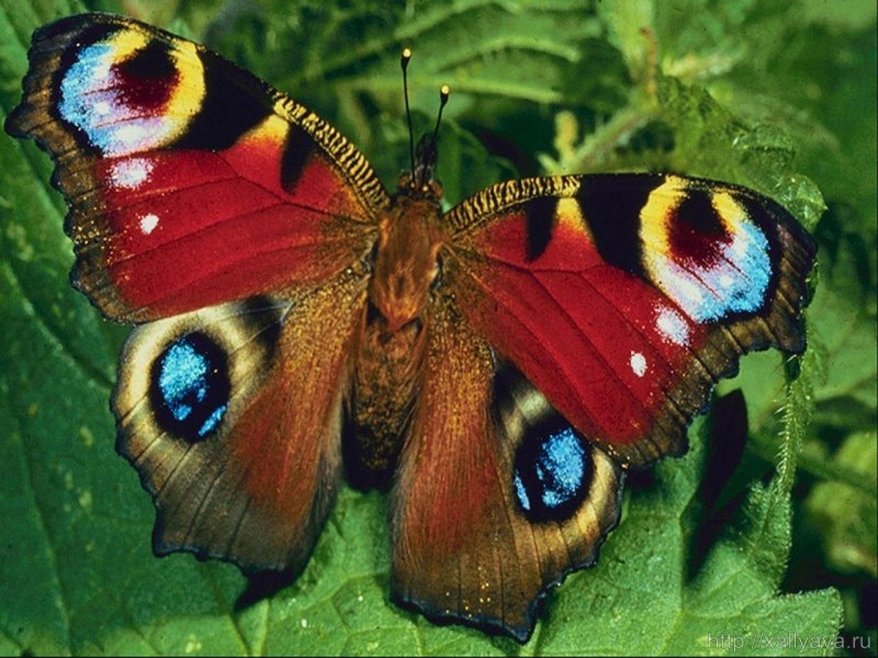 Махагон бабочка (66 фото)