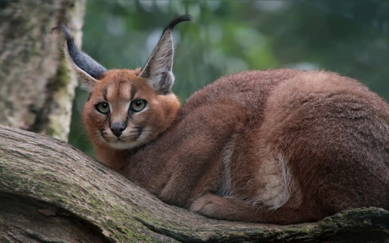 Каракат кошка