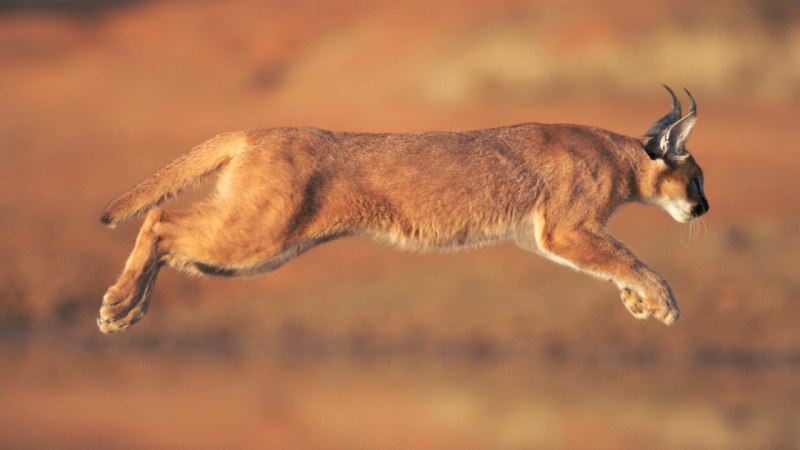 Каракал кошка