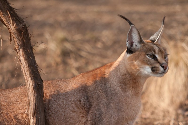 Каракал кошка