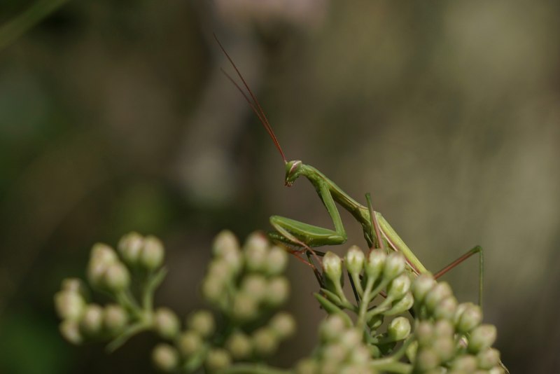 Гигантский папуанский кузнечик Hyperhomala virescens