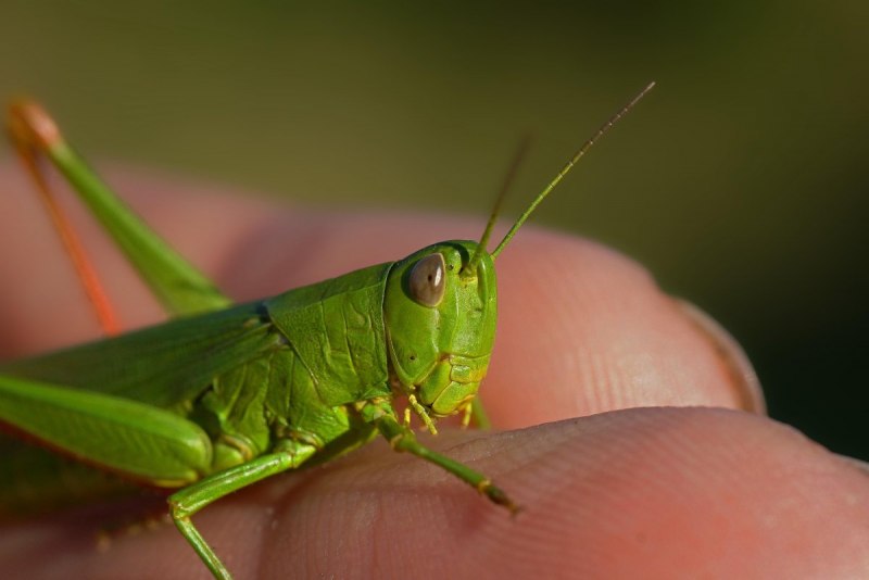 Богомол обыкновенный (Mantis religiosa)