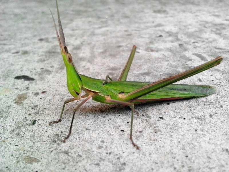 Земляной богомол (Geomantis Larvoides)