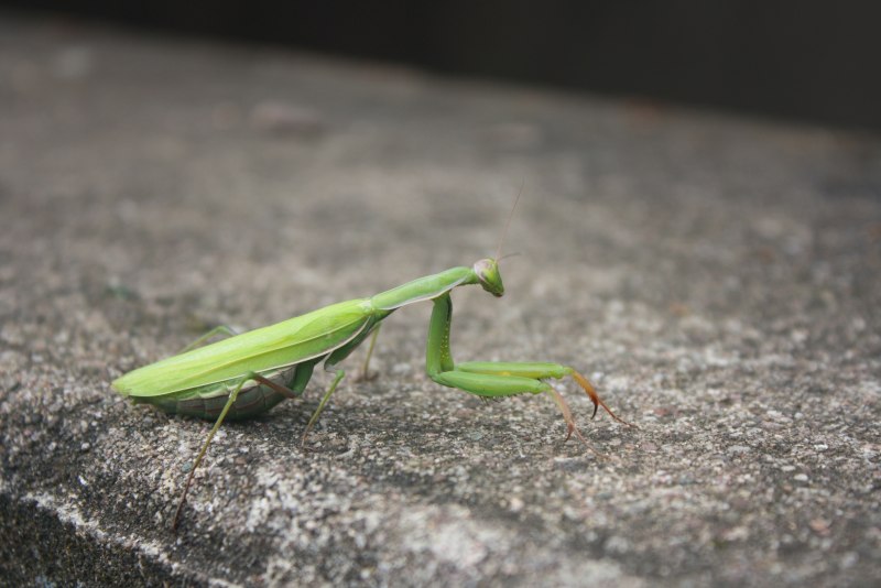 Praying Mantis насекомое