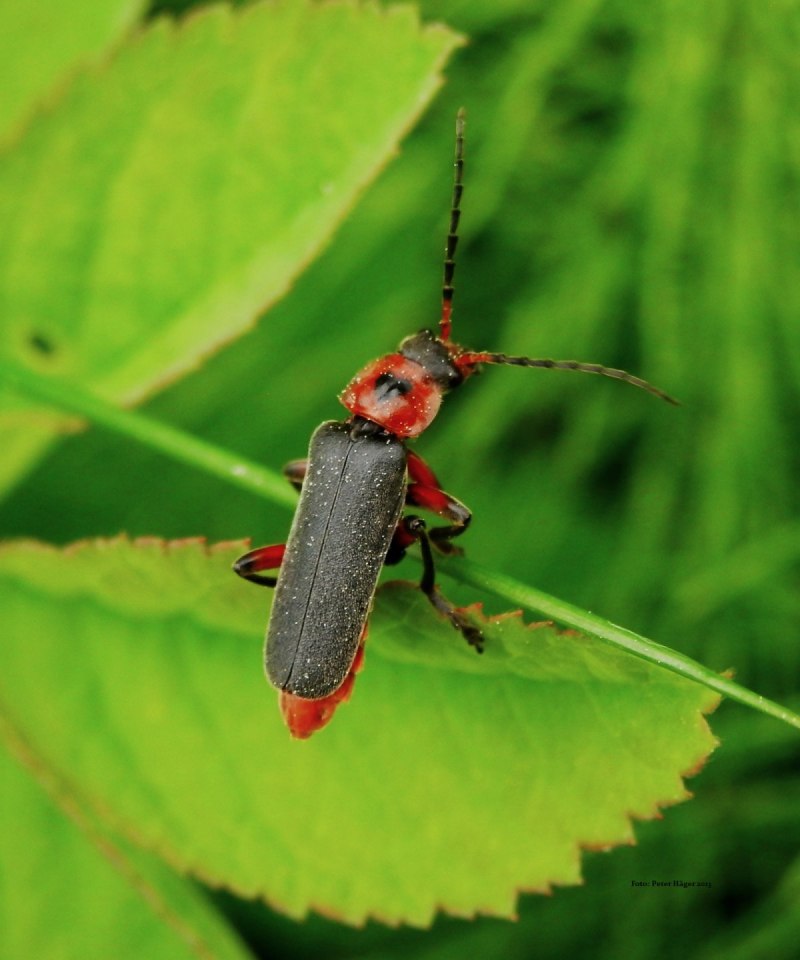 Мягкотелка Cantharis