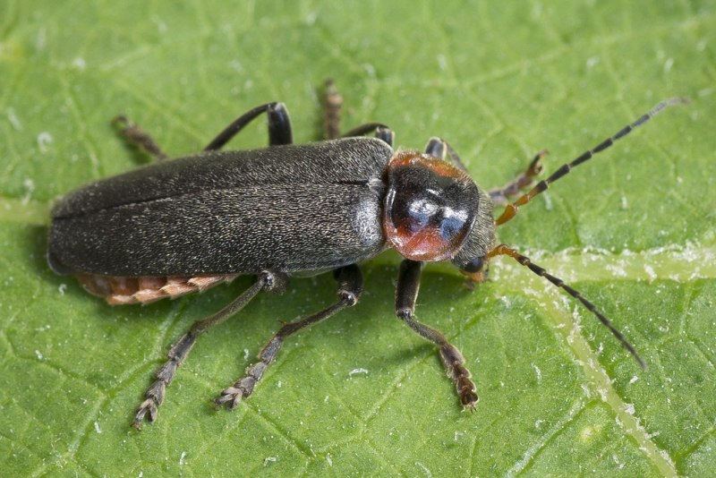 Мягкотелка бурая Cantharis Fusca