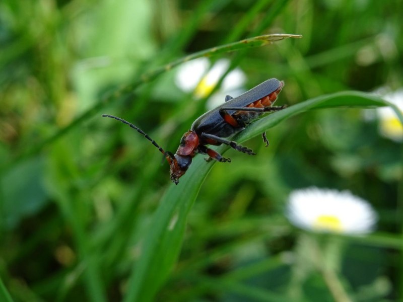 Мягкотелка Cantharis