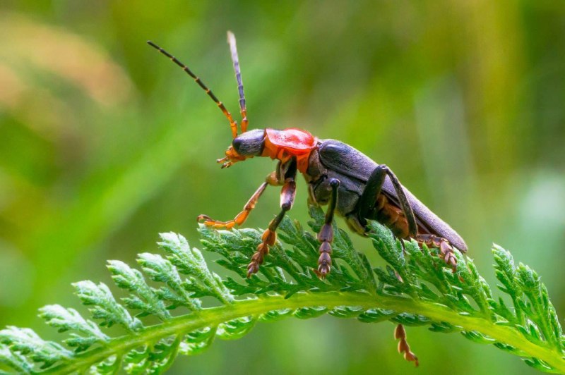 Мягкотелка яркая (Сantharis pellucida)