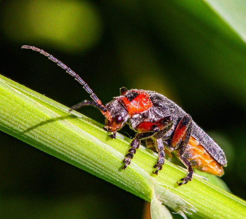 Мягкотелка красноногая. (Cantharis Rustica Fall)