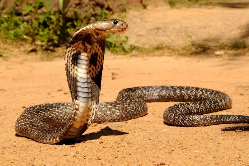 Азиатская кобра (63 фото)