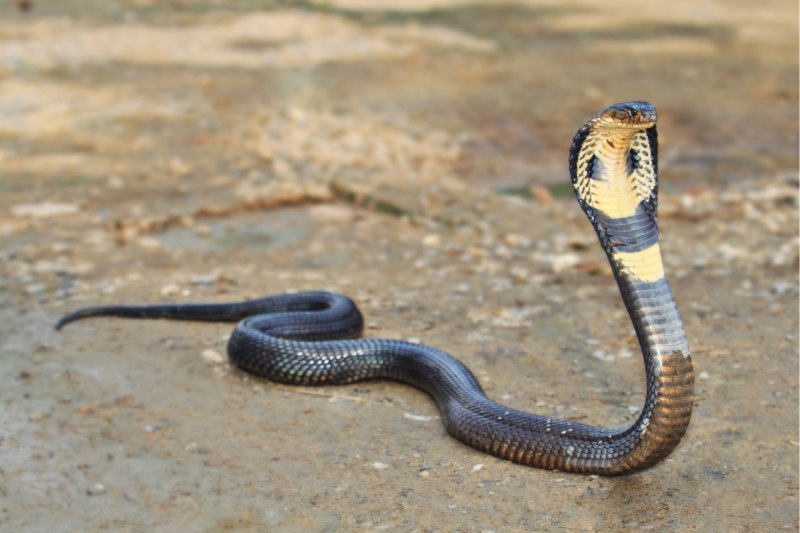 Королевская Кобра / King Cobra