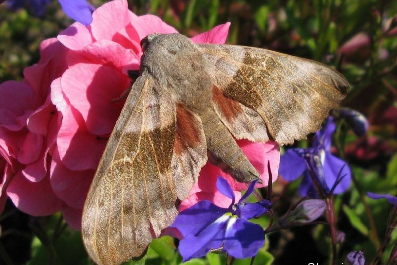 Мотылек Hawk Moth