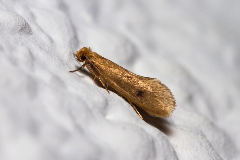 Бабочка Dead Leaf Moth