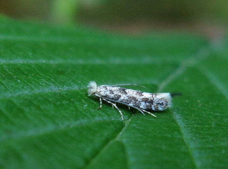 Phyllonorycter populifoliella