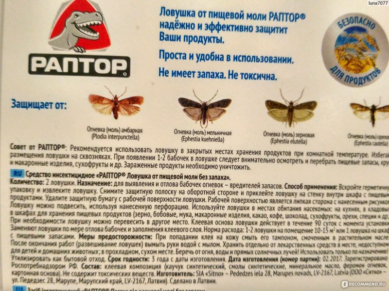 Мотыльки насекомые в доме