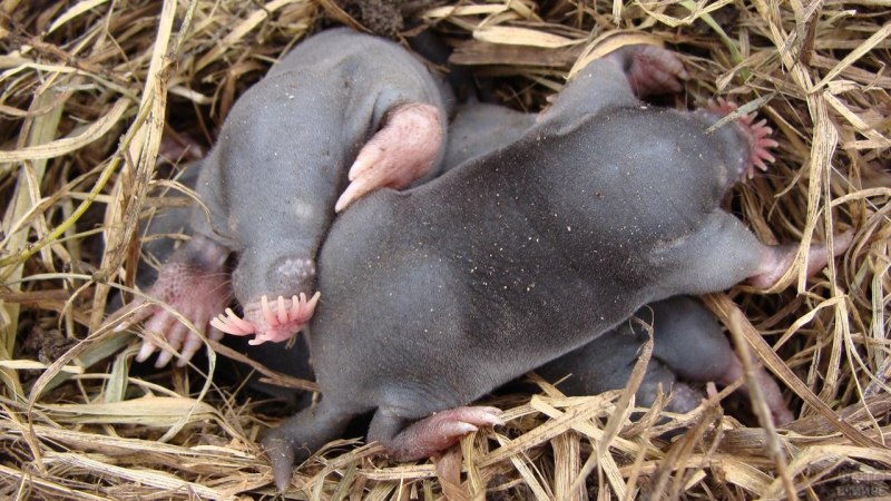 Condylura cristata