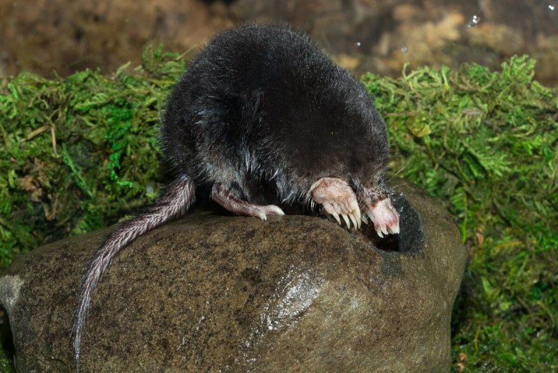 Condylura cristata