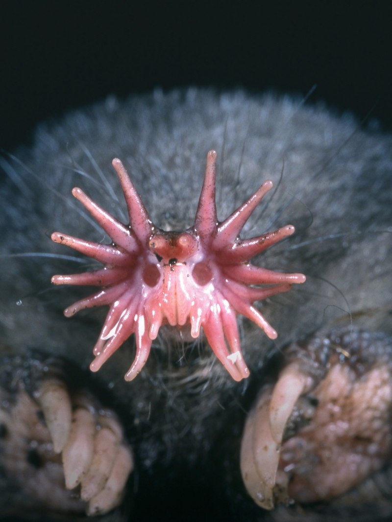 Condylura cristata