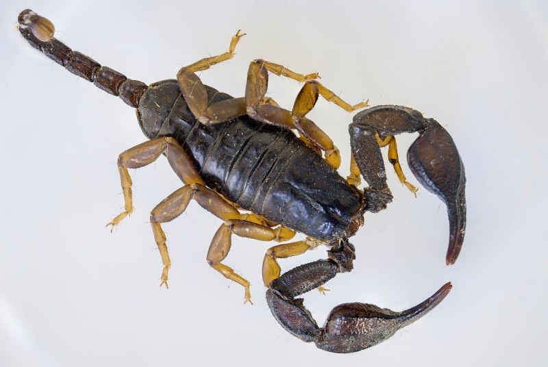 Heterometrus longimanus